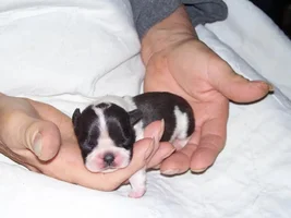A little brother for Gidget!!!
