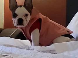 Meet Belle