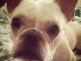 ~Avril~French Bulldog Available for Adoption in Texas
