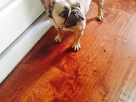 ~Chanel~French Bulldog Available for Adoption in Texas