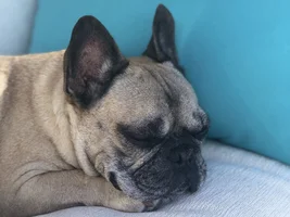 ~ENTER HERE!~ August Frenchie of the Month ~LAZY FRENCHIES~