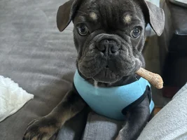 📷 Please submit a photo for the French Bulldog News Header & Logo!