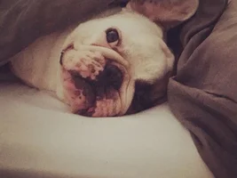 4 PAW MEMBERS!!!  Please VOTE for your favorite Smiling Frenchies!