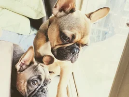Hugo & Maple