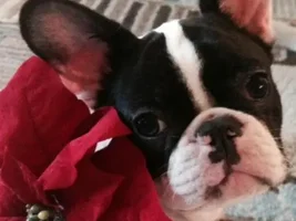 4 Paw Members, Please vote for January Frenchie of the Month!