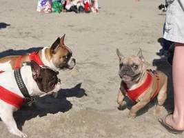 Beach Photo's