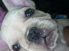 Frenchie of the Month...July 2013...  4 Paw members please vote!