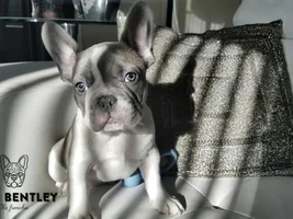 4 PAW MEMBERS!!!  Please vote for your favorite Frenchie Faces!