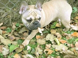December 2013 Frenchie of the Month Contest ~ENTER HERE~