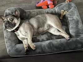 Weezy the rescue French bulldog