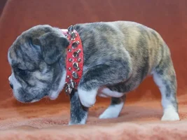 Let's post some puppy pictures!!