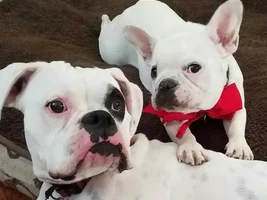 ~ENTER HERE~ Frenchie of the Month Contest ~ It's October!