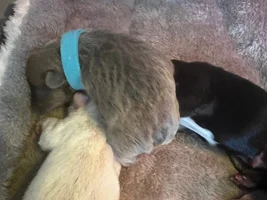 Question on color of our new puppy...