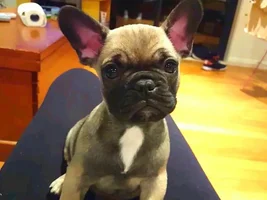 Ears were up and now they're down?
