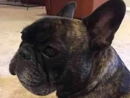 Our Frenchies - challenge