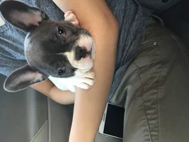 Red/irritated third eyelids that will not retract (NOT cherry eye)