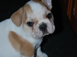 New puppy worries