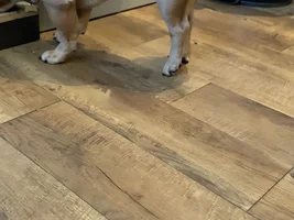 Back leg hovering above the ground but doesn't seem painful