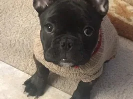 4 PAW MEMBERS!!  Please vote for your favorite Dressed Up Frenchies!