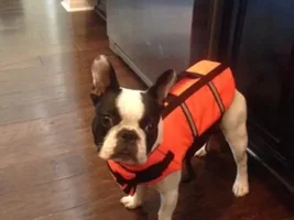 June 2014 Frenchie of the Month Contest! ~ENTER HERE~