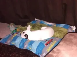Being a Stubon Bully
