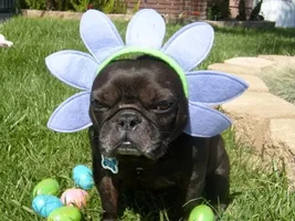 4 Paw Members please VOTE for your fav Easter Frenchie!