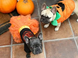 Halloween Costumes 2014
