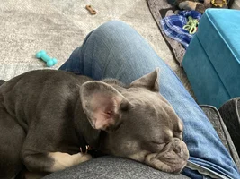 New member my dog Ivy