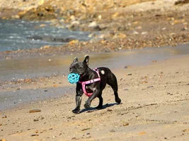 Making friends at the beach