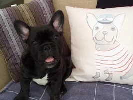 Frenchie cushion!