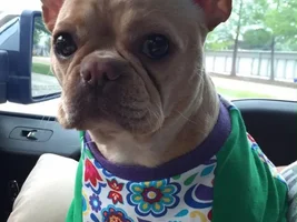 Back Leg Issue