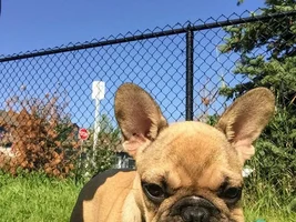 Meet Hugo!