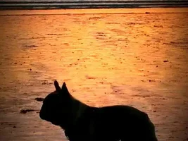 May 2014 ~ Frenchie of the Month Contest ~ENTER HERE~
