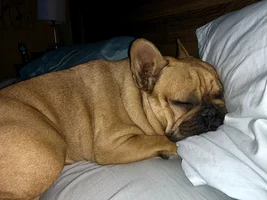 Does your Frenchie sleep in bed or a crate?