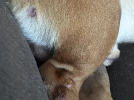 Arnold and his allergies!