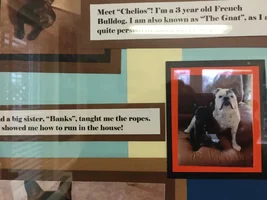 Cheli - Featured Pet at our vet office