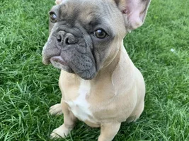 Possibly getting a second Frenchie today