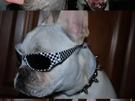Gidget's first year...