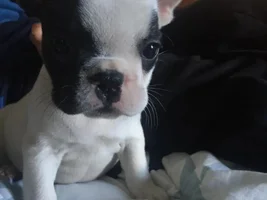 4 PAW MEMBERS!!!  Please VOTE for your favorite FRENCHIE-TUDES!