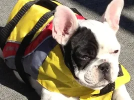 Vote for November 2013 Frenchie of the Month!!!