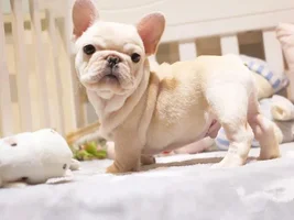 Is this a good French Bulldog to buy?