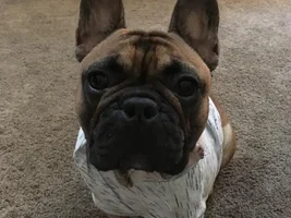 Abscess on neck and not eating.