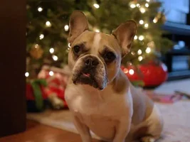 Caine~~Available For Adoption in Eastern US