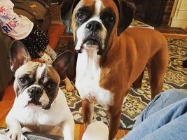 Help! My frenchie is acting aggressive :(