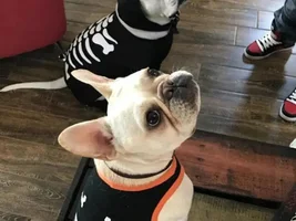 VOTE NOW!  Frenchies in October Contest!
