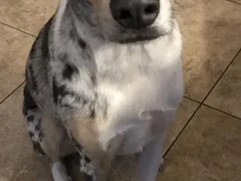 Lazy ears