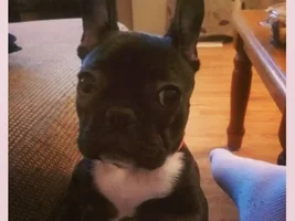 VOTE NOW!! April SMILING FRENCHIES Contest