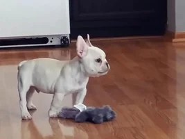 Charlie Boy!