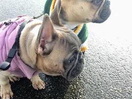 Hugo & Maple