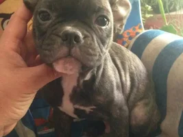 Frenchie or Boston?